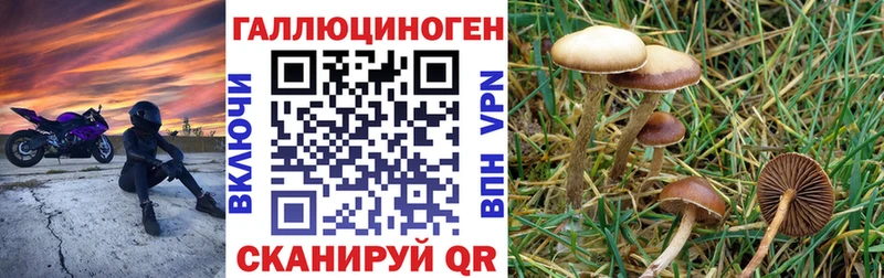 Галлюциногенные грибы Psilocybine cubensis  где продают наркотики  KRAKEN ссылка  Звенигород 
